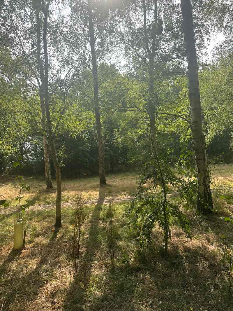 walking near me in Ash Millennium Wood in autumn