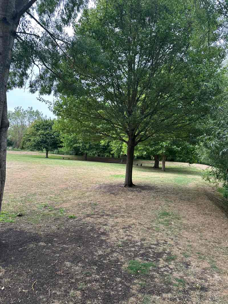 walking near me in Albany Park in autumn