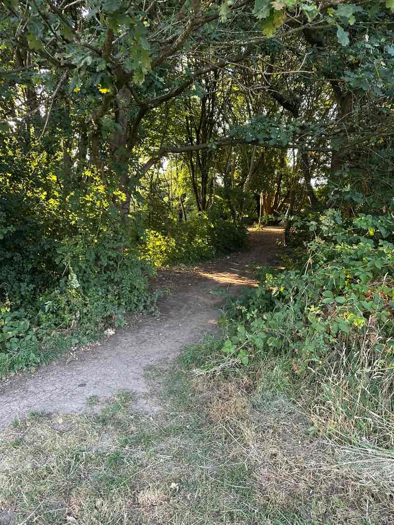 walking near me in Jubilee Meadow and Blackberry Corner in summer
