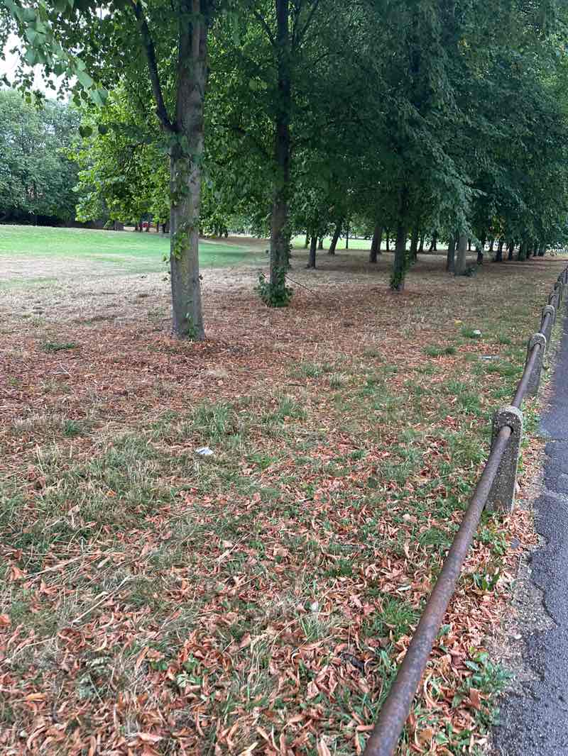 walking near me in Mandeville Parkway in autumn