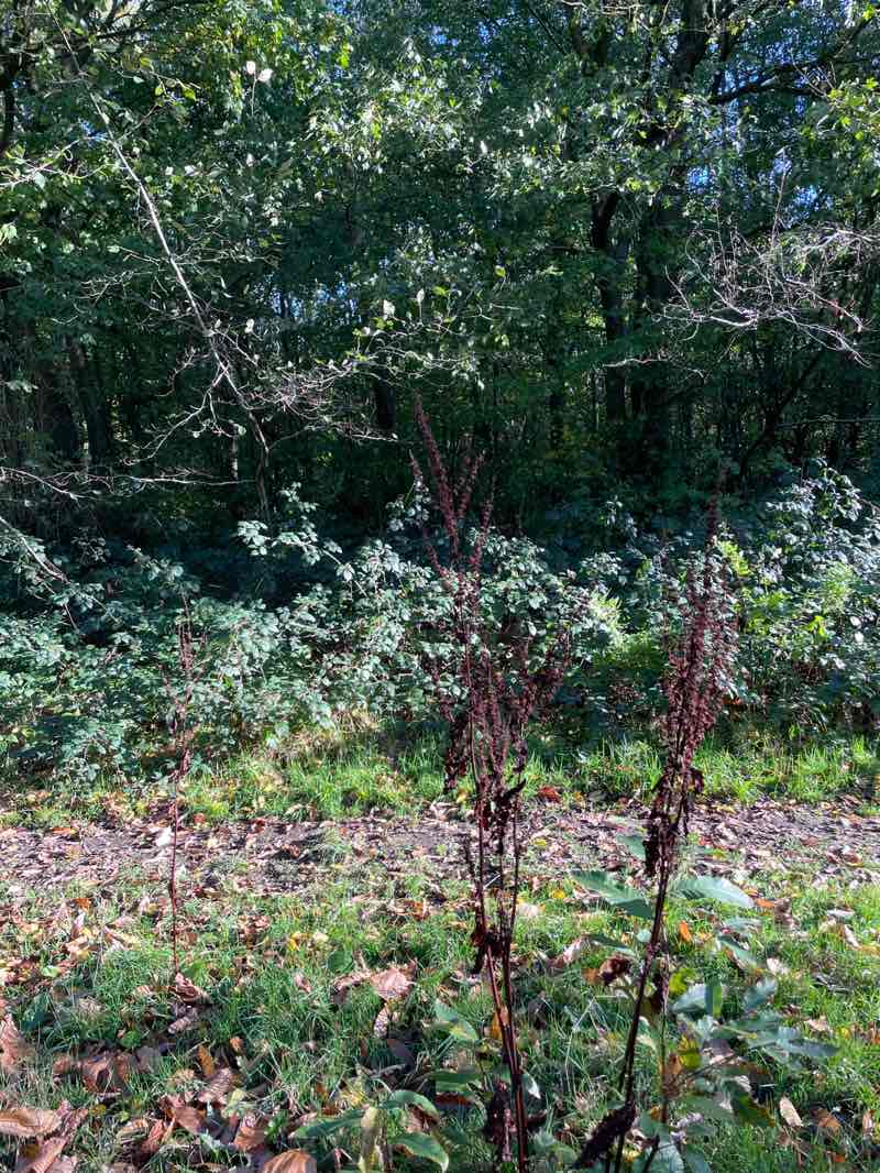 walking near me in Allerton Towers in autumn