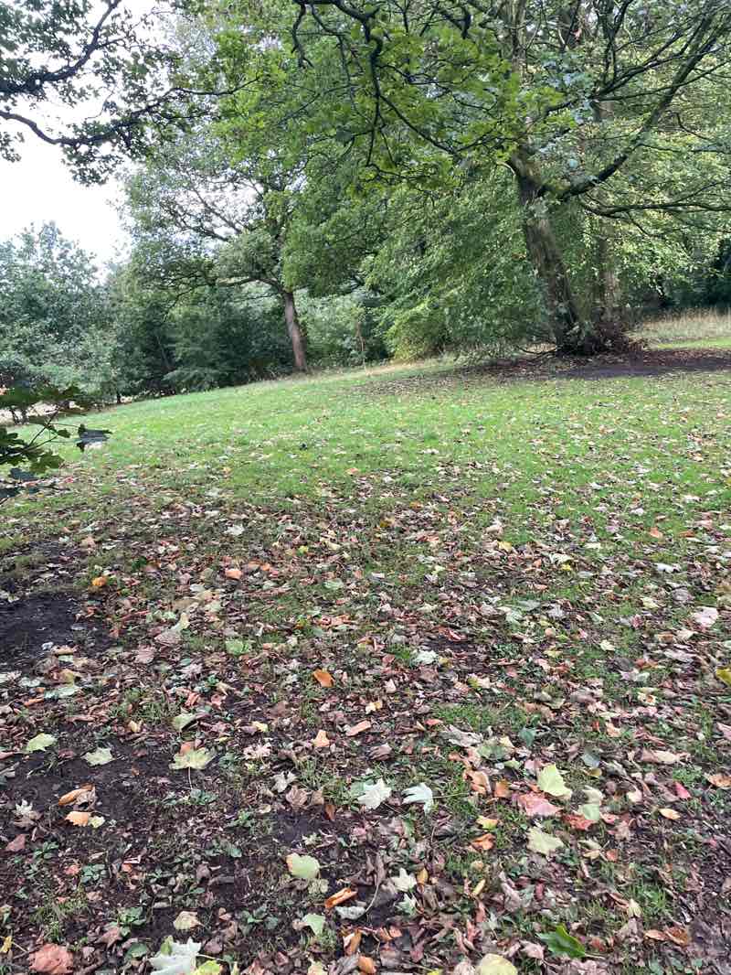 walking near me in Woolton Woods Park in autumn
