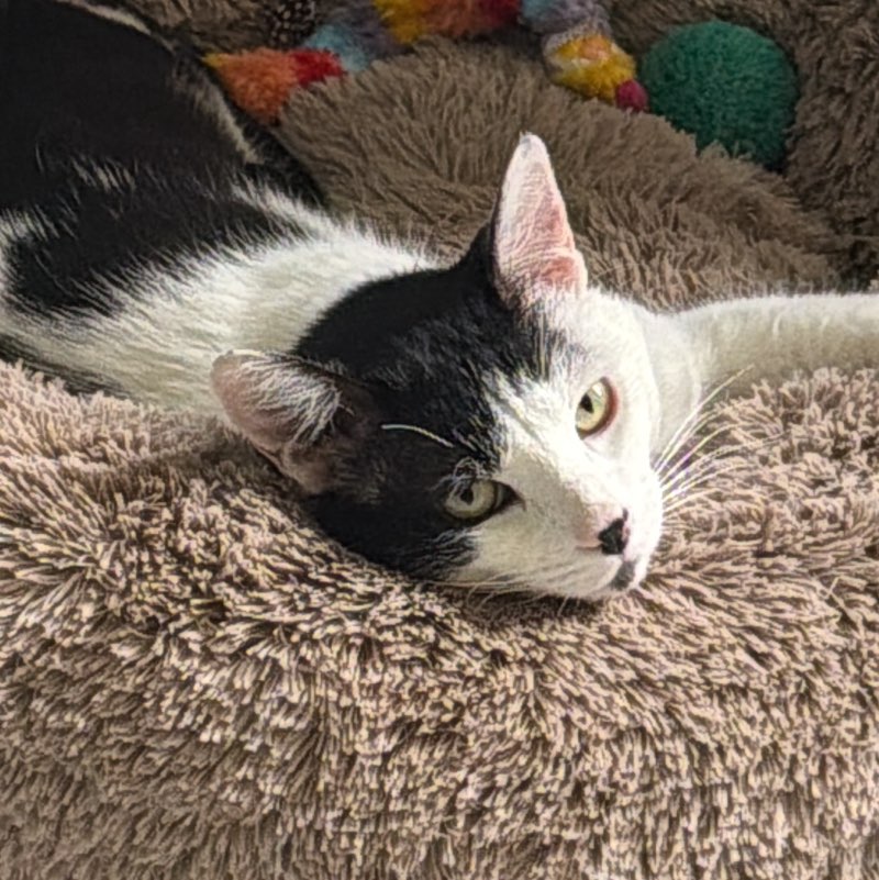 CheisserMX profile