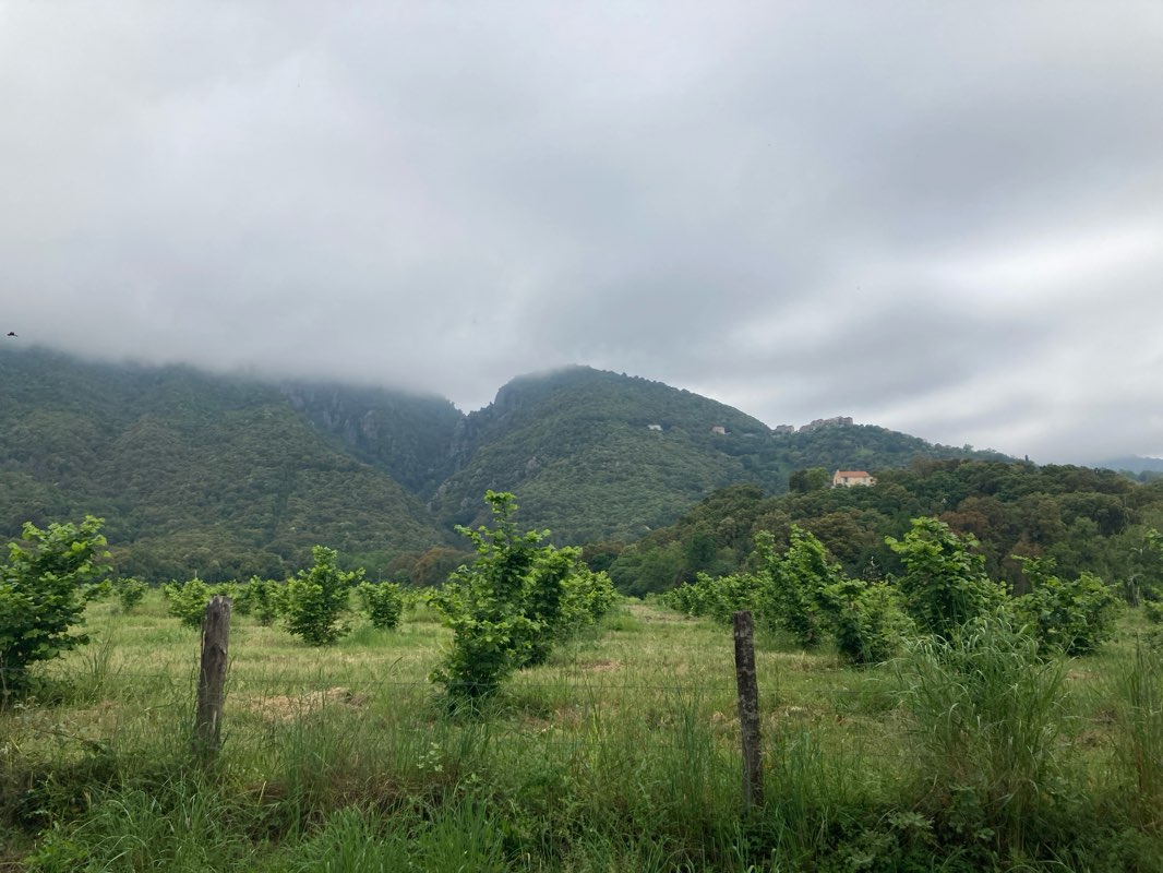 walking near me in Parc Padulella in spring