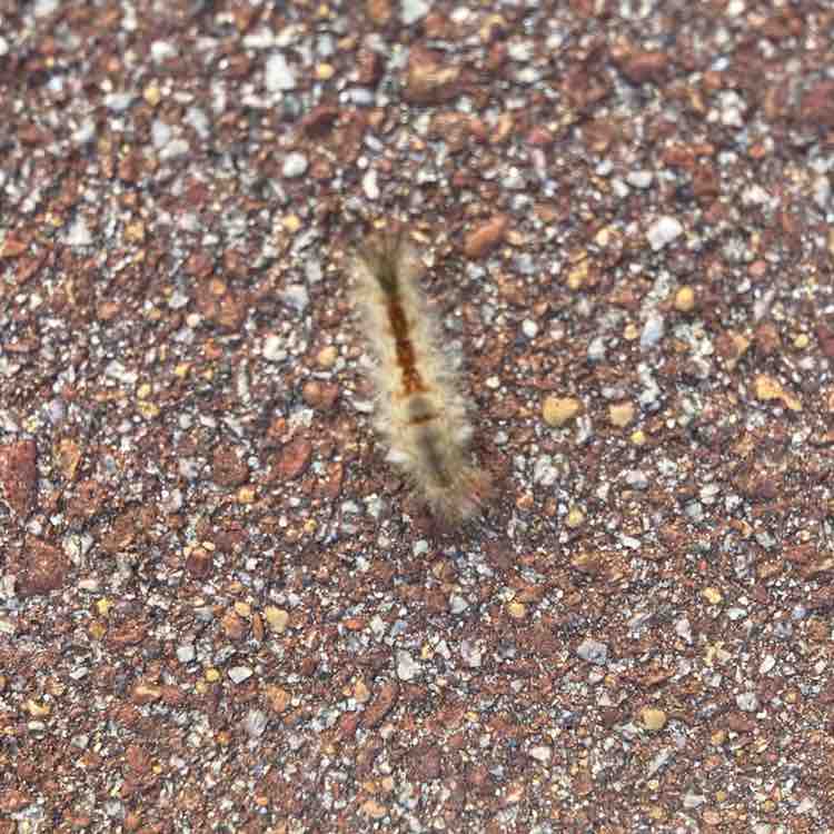 Namira 🐯🐅🇦🇺 post 3