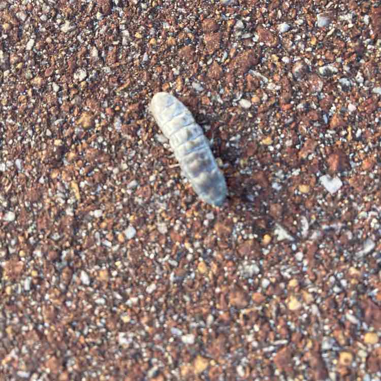 Namira 🐯🐅🇦🇺 post 2