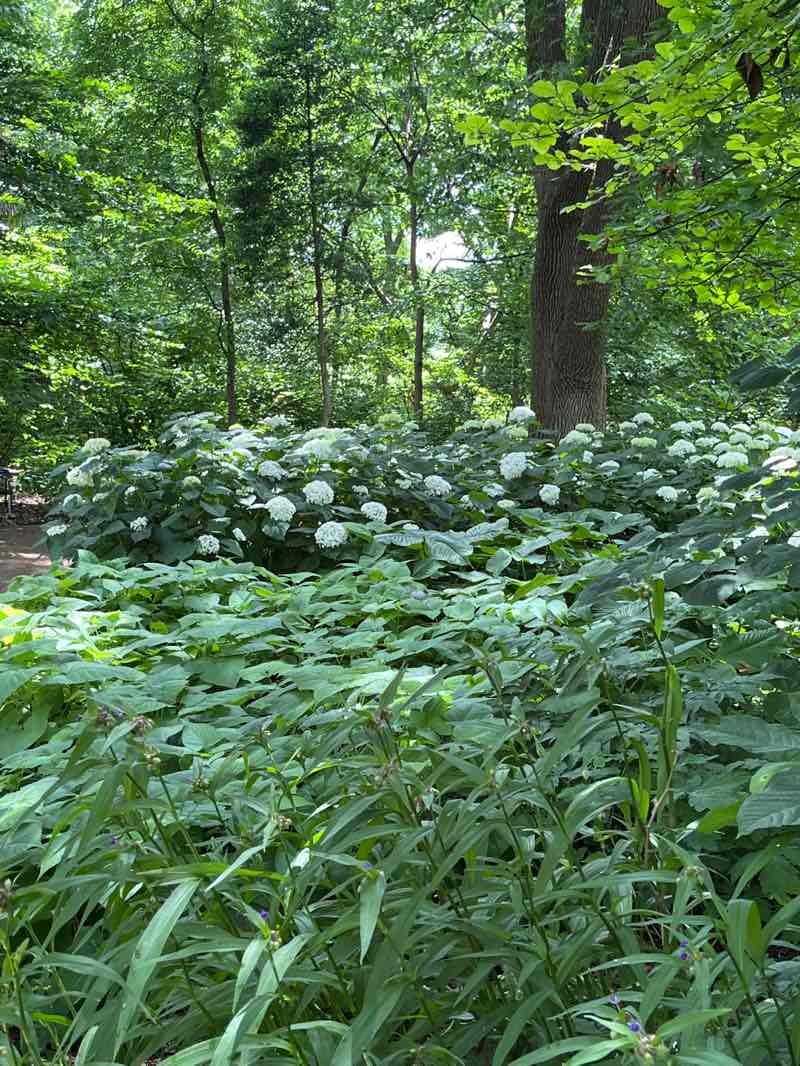 walking near me in Missouri Botanical Garden in summer