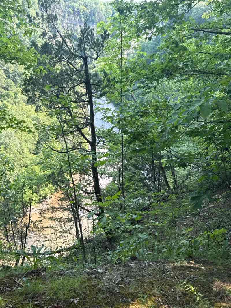walking near me in Cass Park in summer