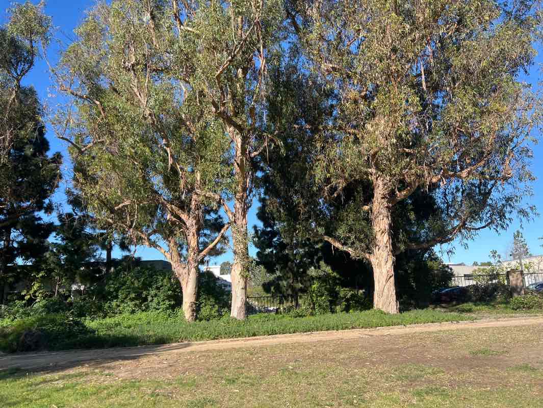 walking near me in Fox Hills Park in winter