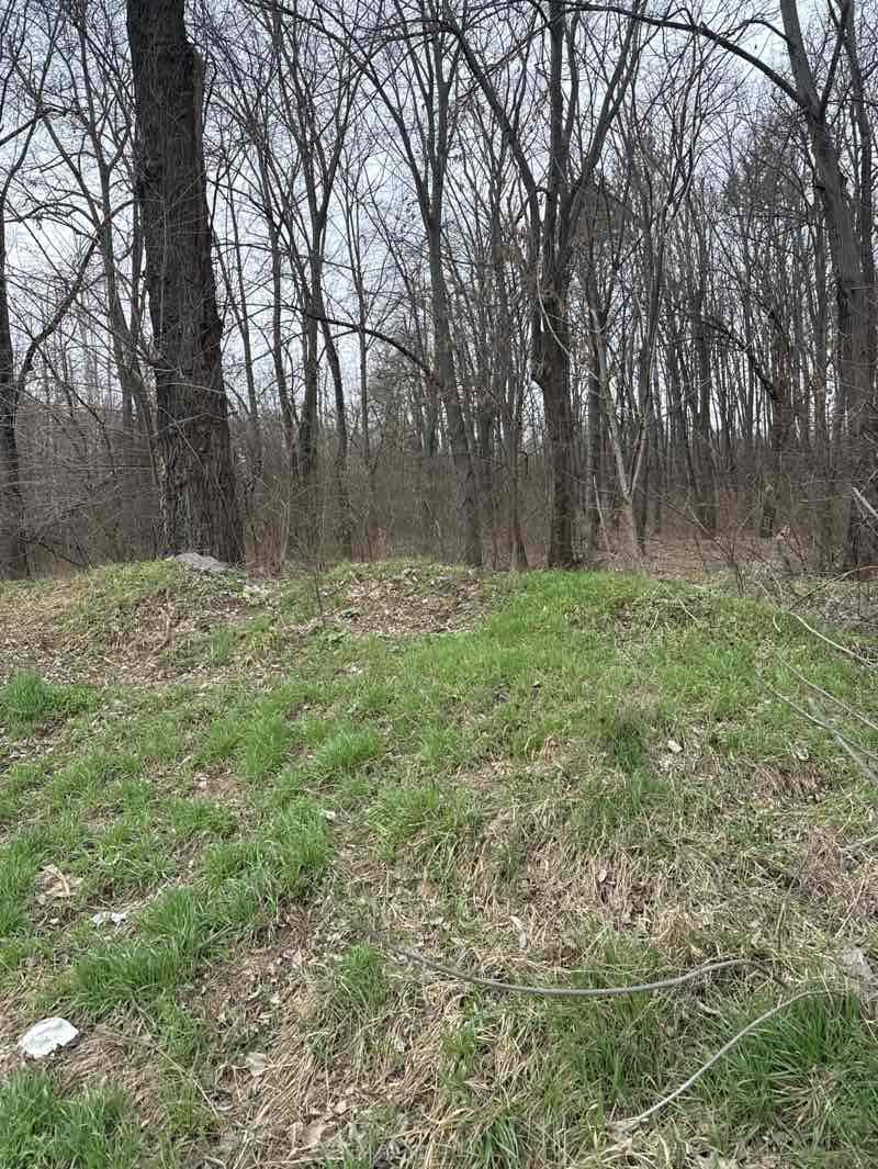 walking near me in Pădurea-parc „Pruncul“ in spring