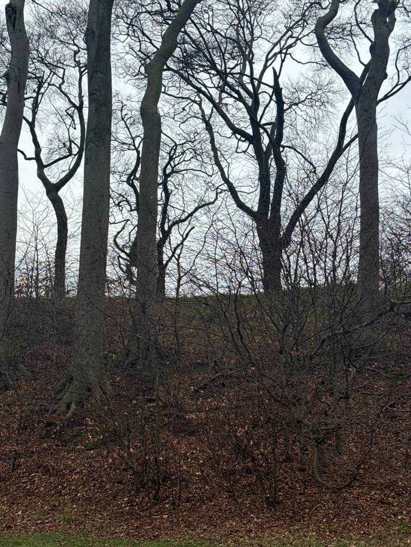 walking near me in McDonald Park in spring