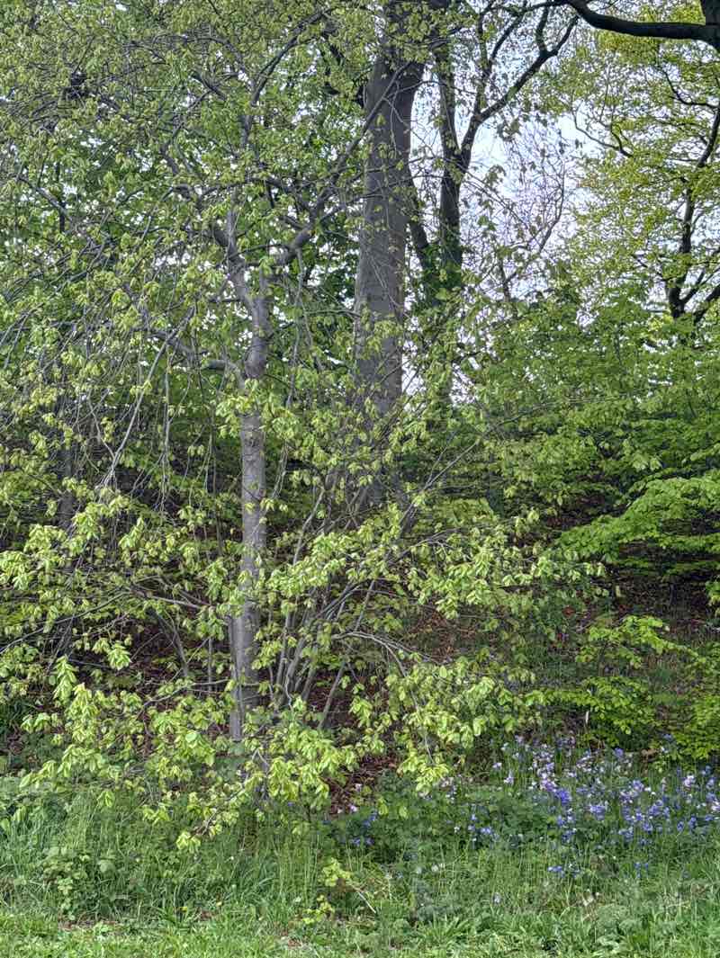 walking near me in McDonald Park in spring