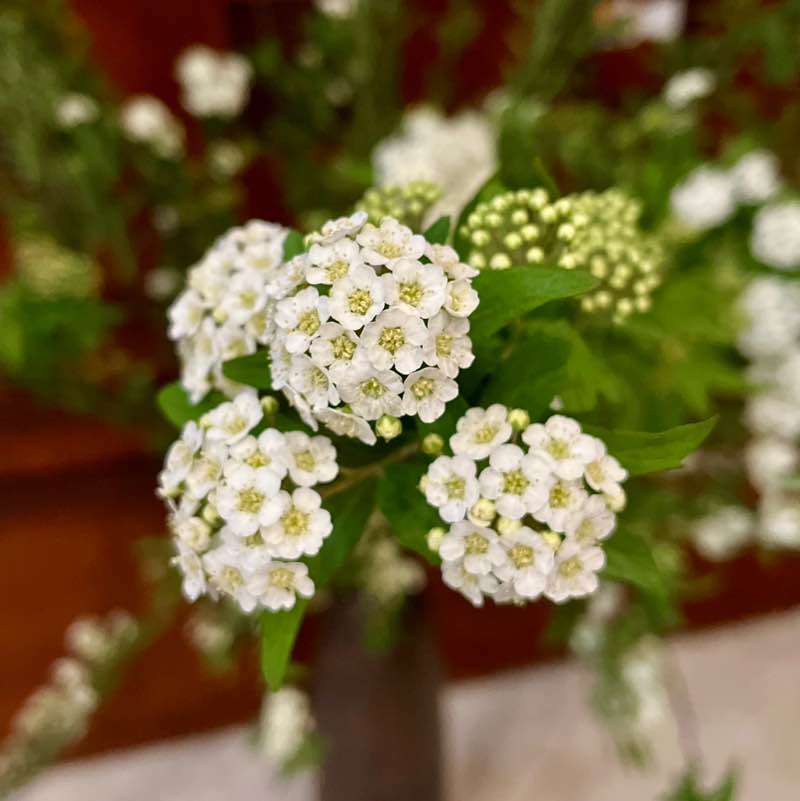 Durian 🇻🇳 post 1