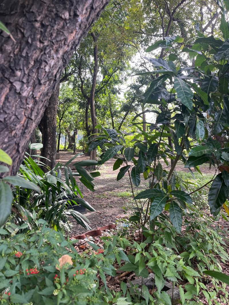 walking near me in Rizal Park in winter