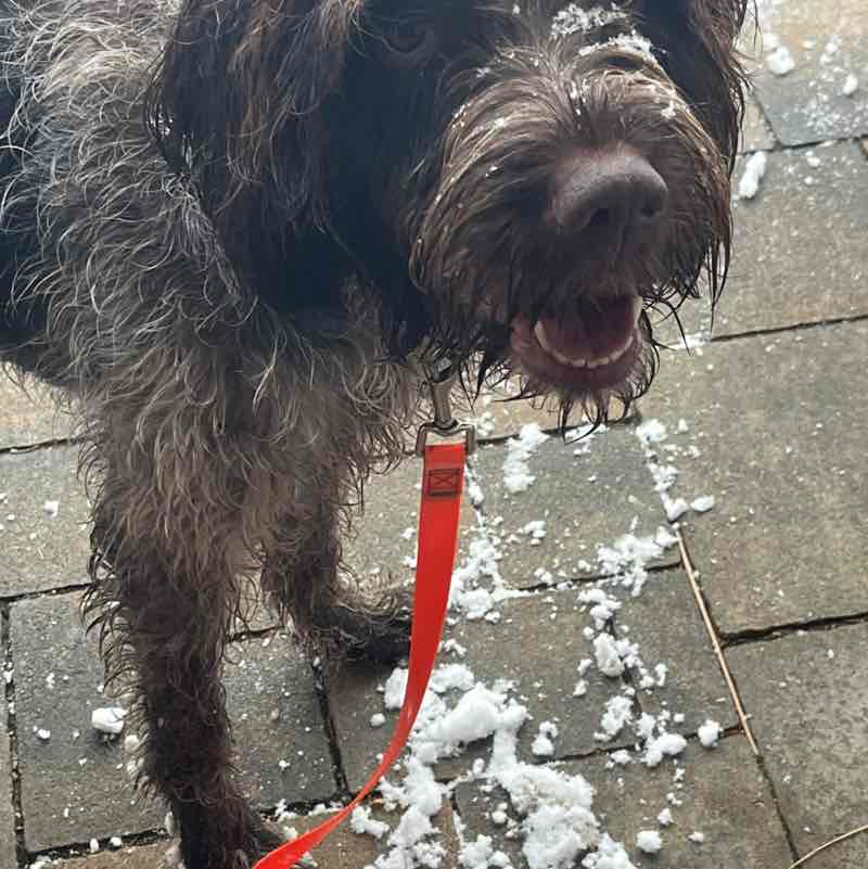 Berlin walking mattenb post image