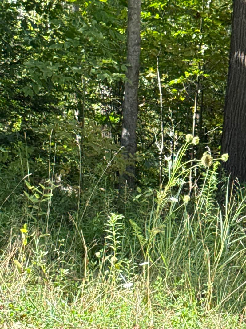 walking near me in State Game Lands Number 279 in autumn