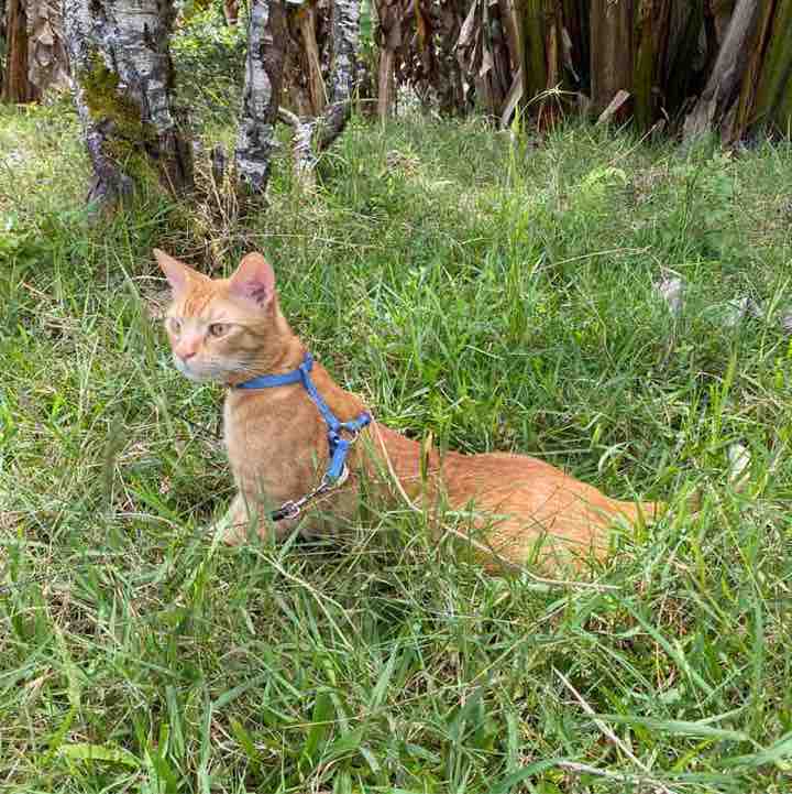 🐱n3ko🐱nyan🐱 post 1