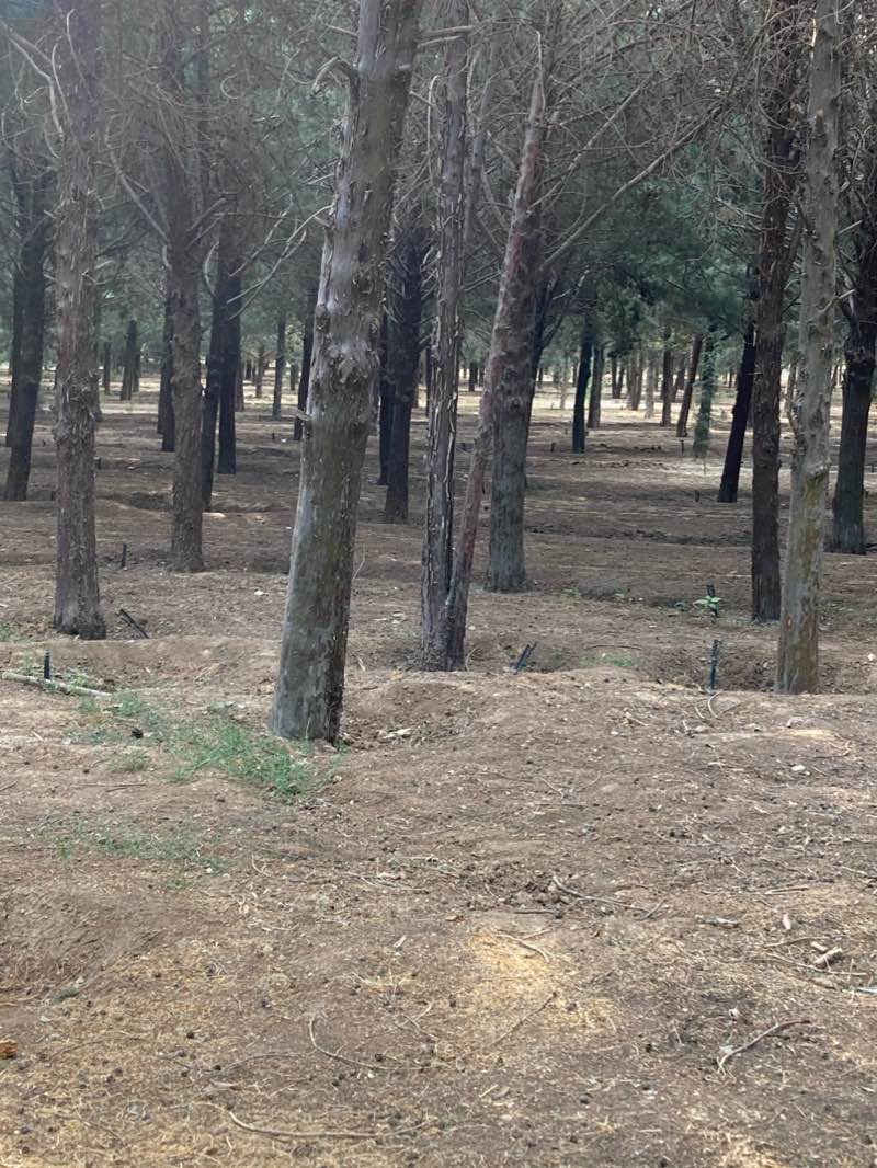 walking near me in Chitgar Park in winter