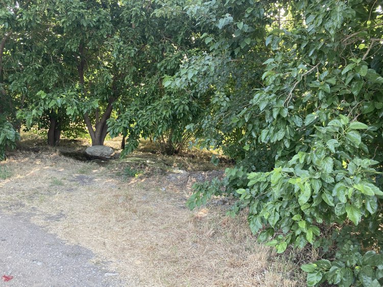 walking near me in Pardisan Park in spring