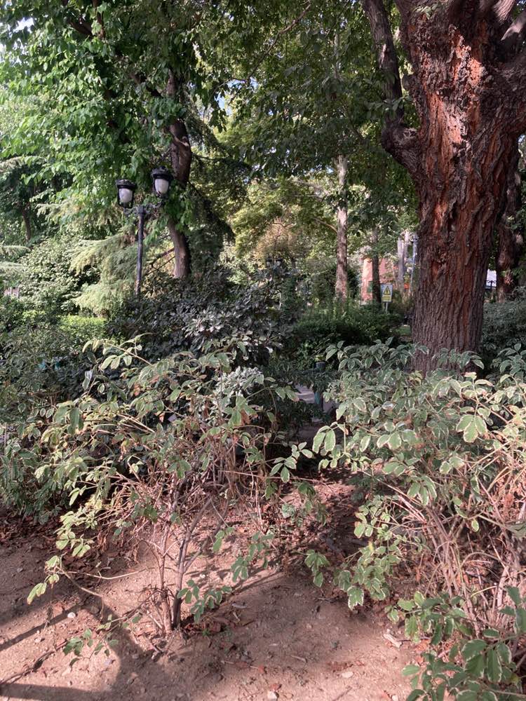 walking near me in Mellat Park in autumn