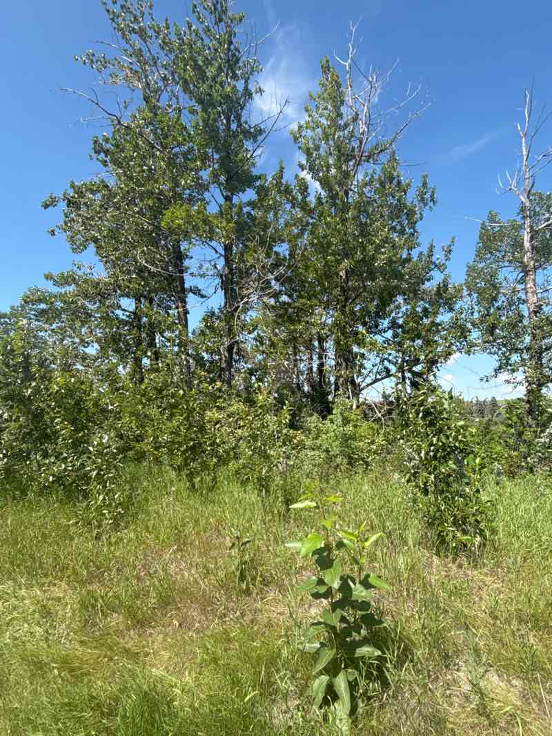 walking near me in Edworthy Park in autumn