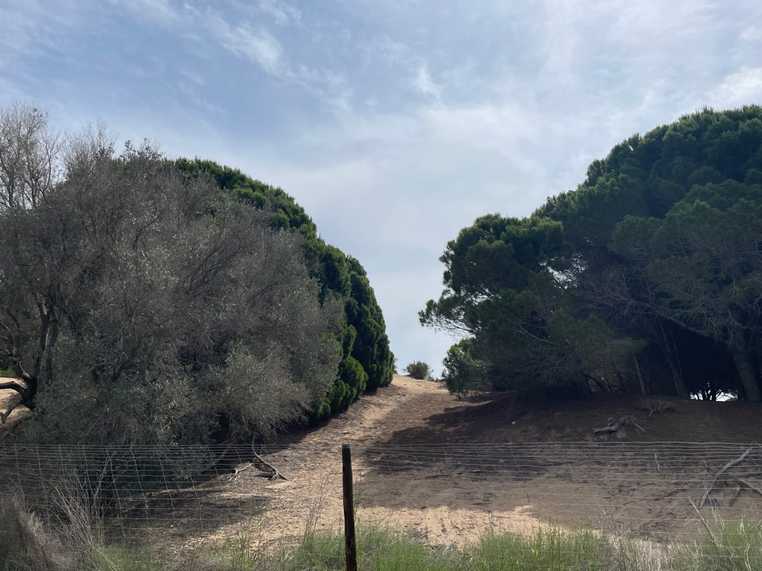 walking near me in Parque Dama de Elche in winter