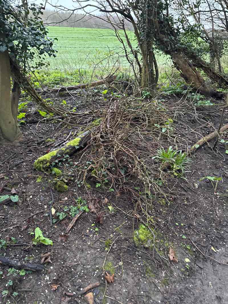 walking near me in Wooburn Park in spring