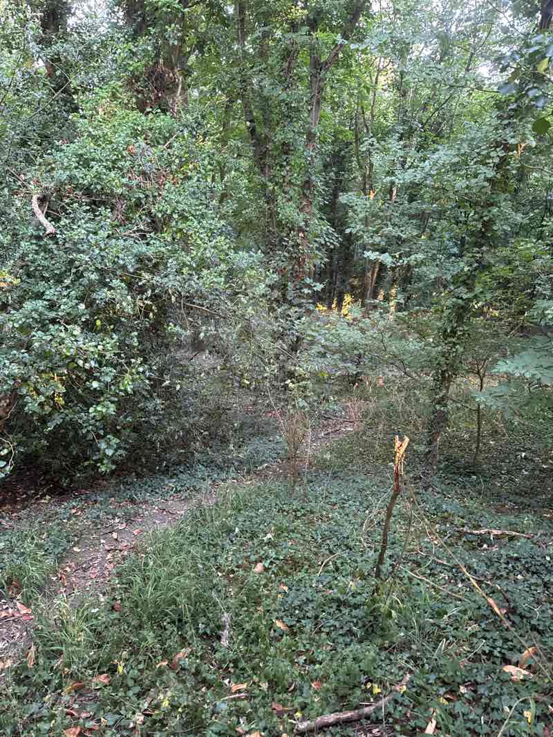 walking near me in Wooburn Park in summer