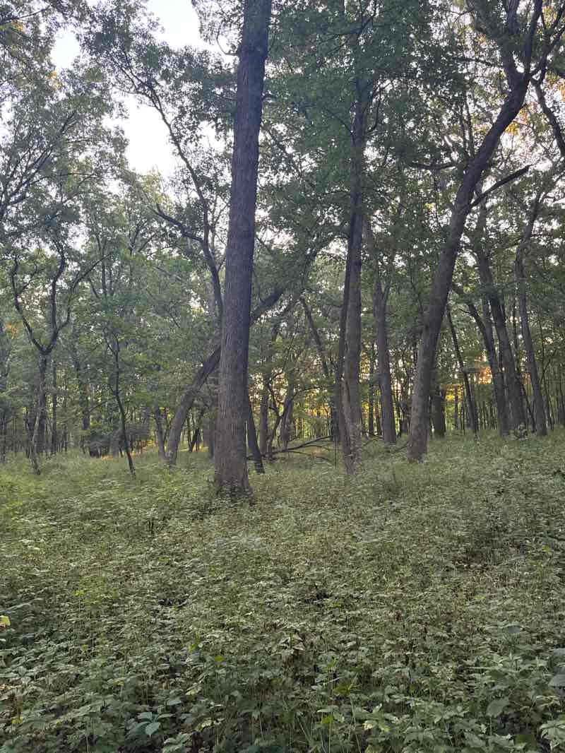 walking near me in Bemis Woods South in autumn