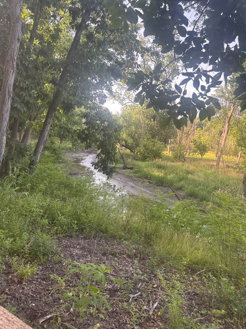 walking near me in Salt Creek Woods in summer