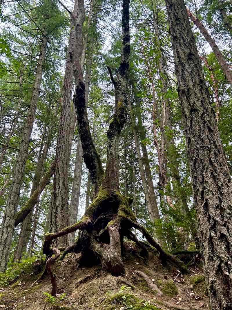 walking near me in Bamberton Provincial Park in winter