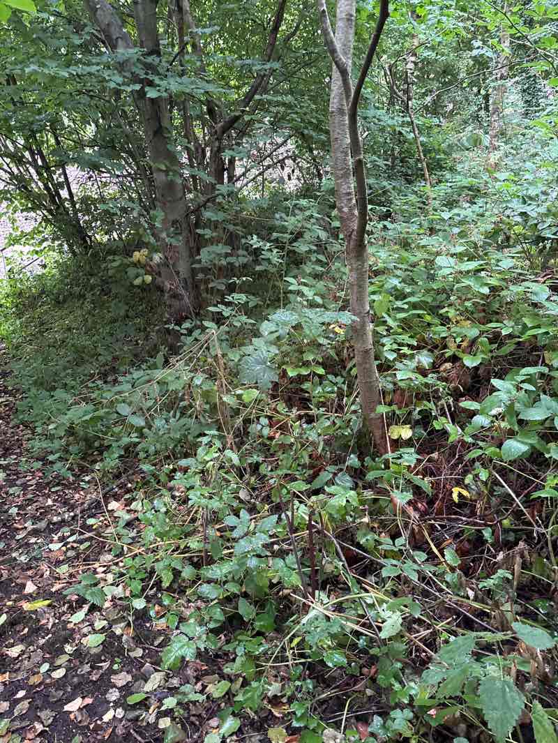 walking near me in Liverpool Festival Gardens in summer