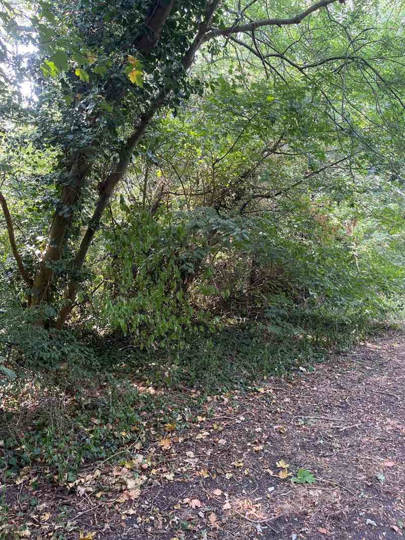 walking near me in Knighton Park in autumn