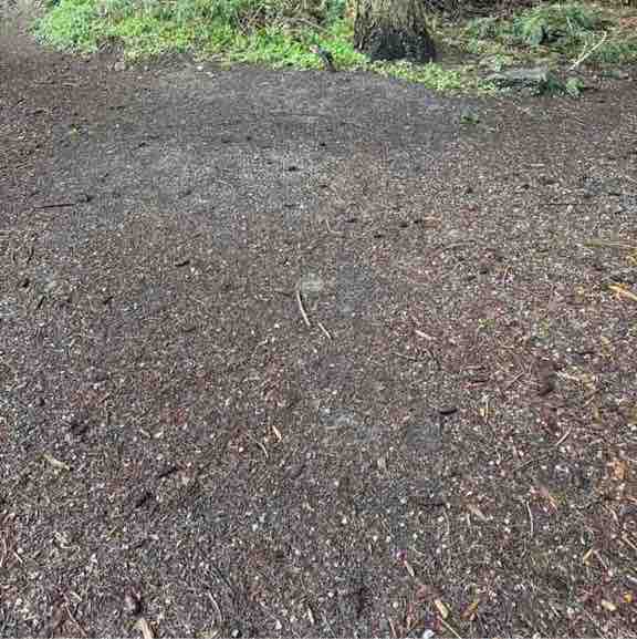 Pacerguy 1951 post 1