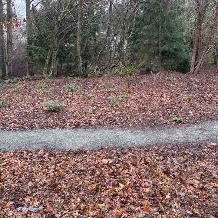 Pacerguy 1951 post 1