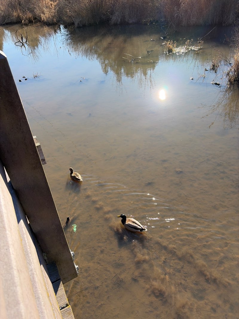 walking near me in Bronson Creek Greenway in winter