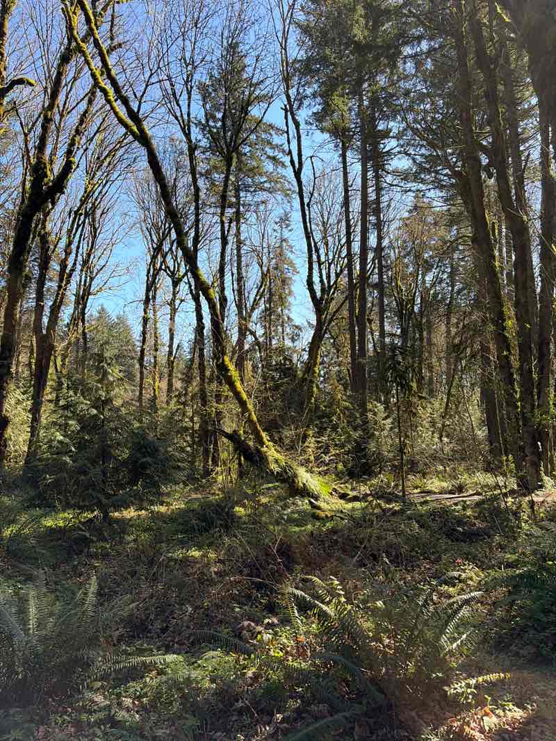 walking near me in Tryon Creek State Natural Area in spring