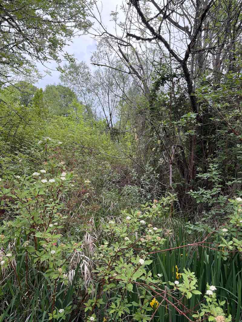 walking near me in Waterhouse Linear Park in spring