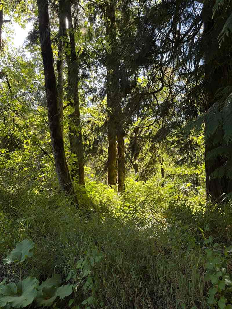 walking near me in Forest Park in summer