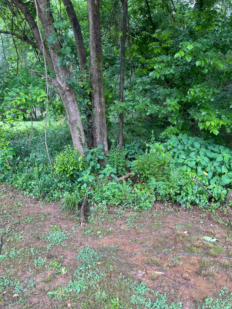 walking near me in Medlock Park in summer