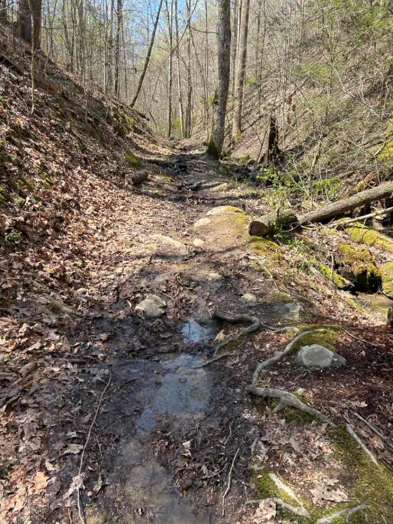 walking near me in Rooster Front Park in spring