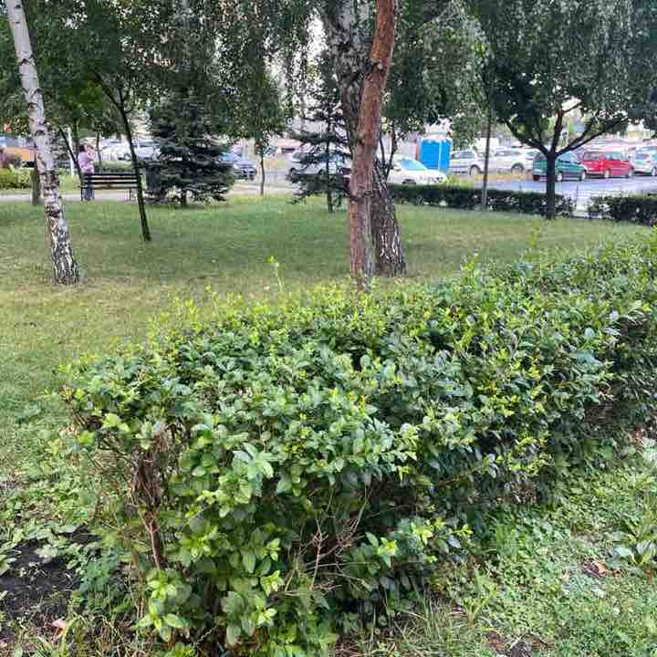 Gr.vasilenko post 1