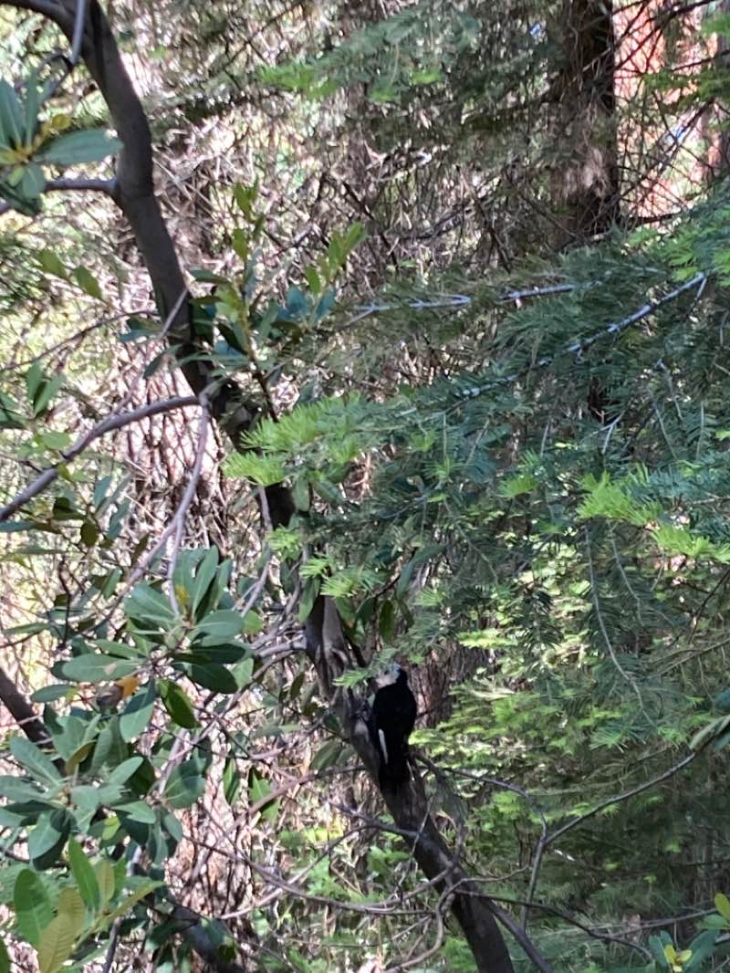 walking near me in Sequoia-Kings Canyon Wilderness in winter