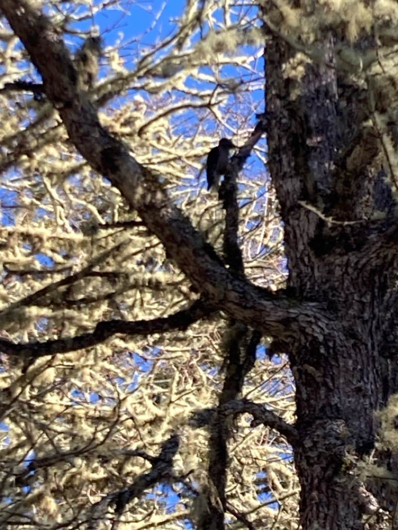 walking near me in William L. Finley National Wildlife Refuge in winter