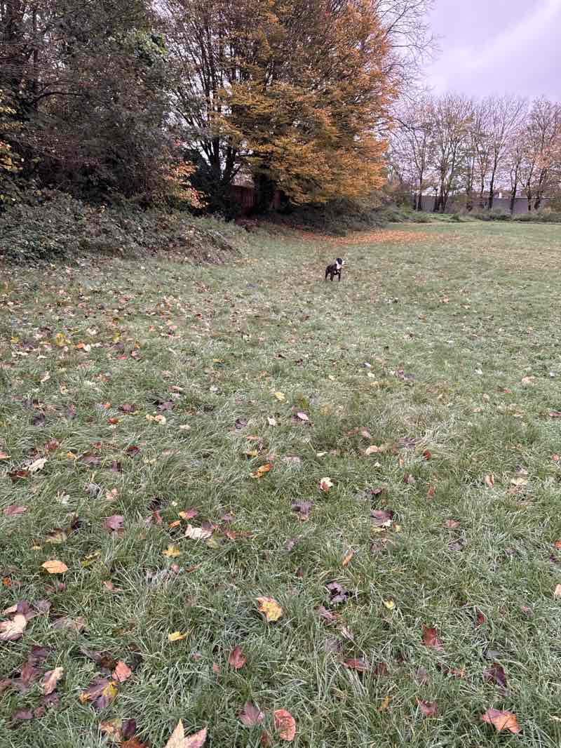 walking near me in Collis (Millennium Green) in autumn