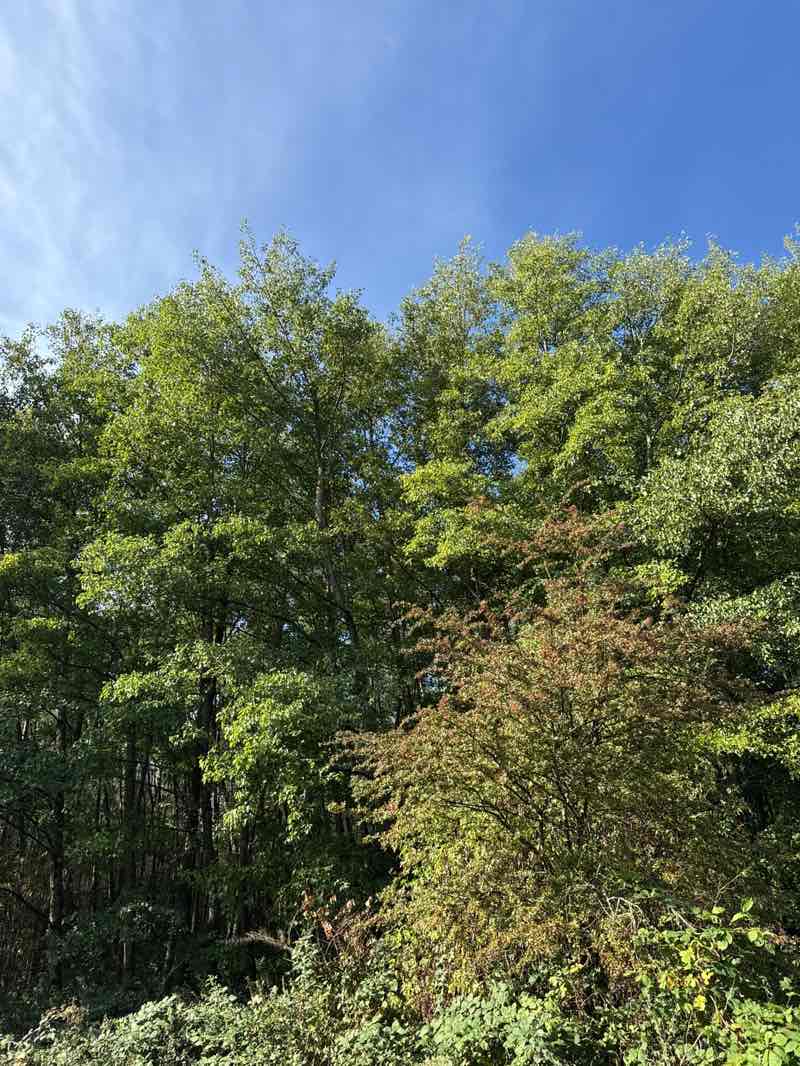 walking near me in Shaw Forest Park in autumn