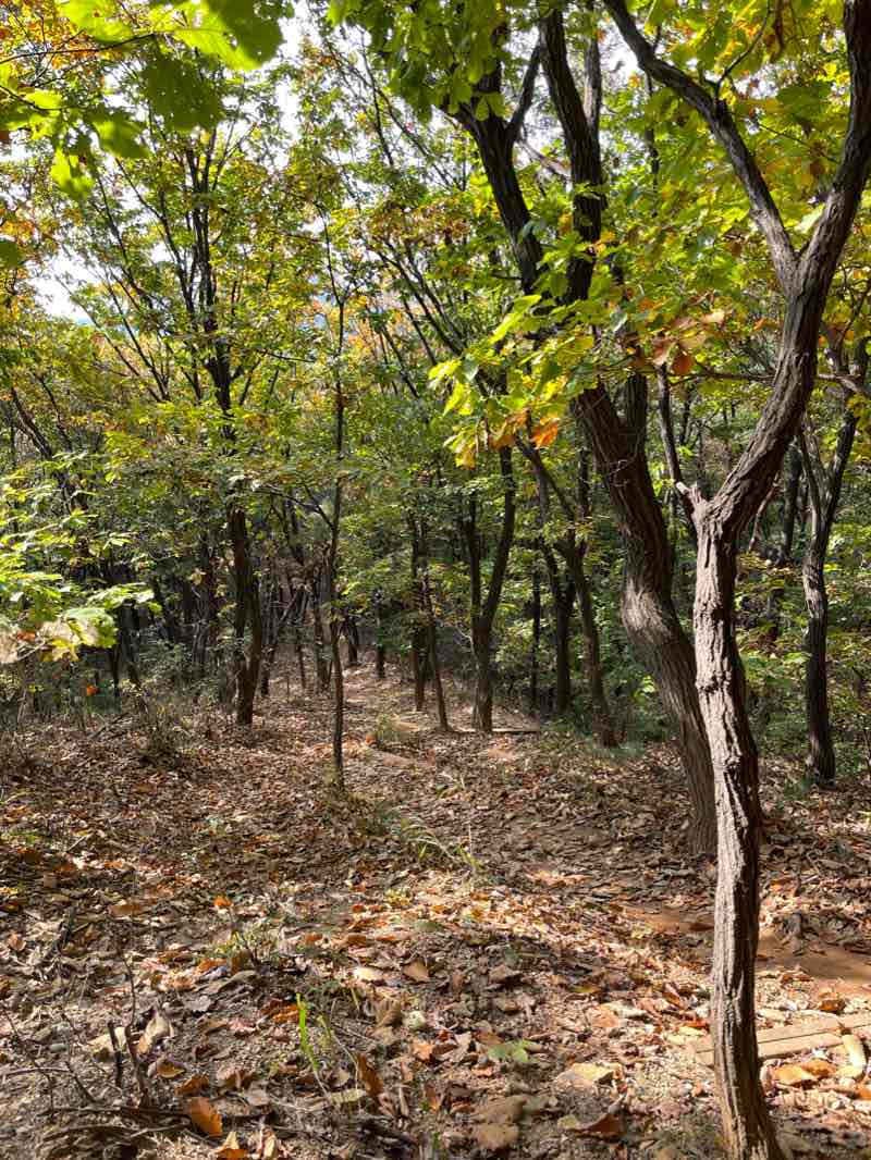 walking near me in 솔향기 공원 in winter