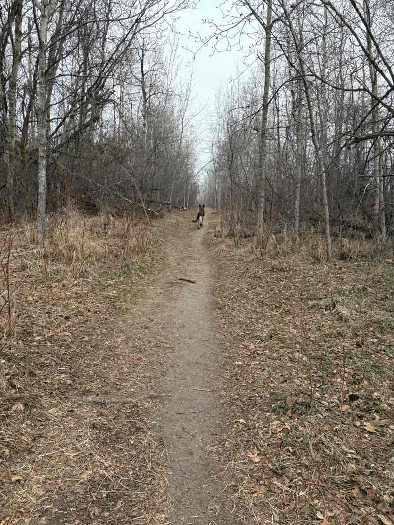 walking near me in Deermound Off-Leash Park in spring