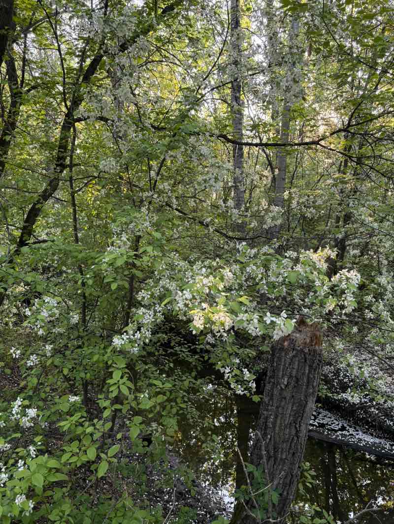walking near me in Jackie Parker Park in spring