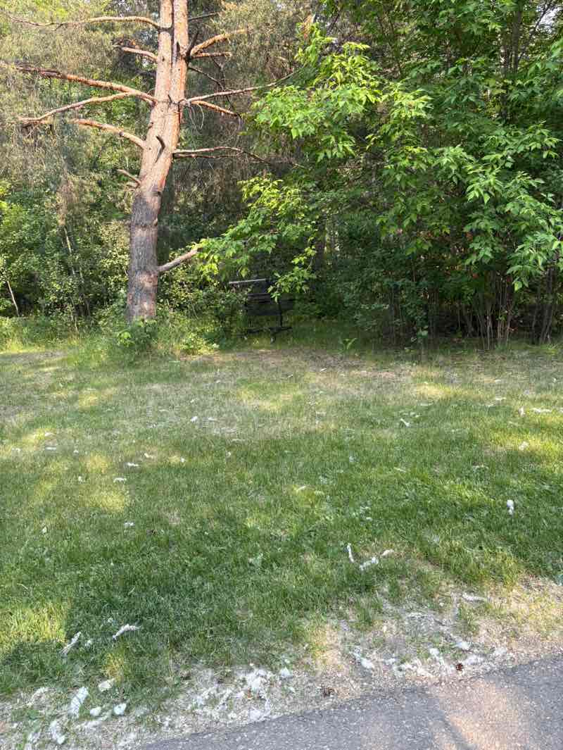 walking near me in Mill Creek Ravine Park in summer